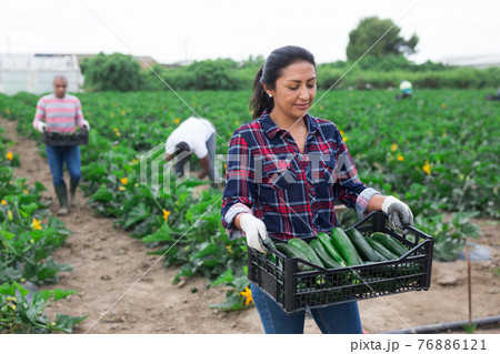 Latin woman helps man to harvest zucchini Latin woman helps man to harvest zucchini 76886121