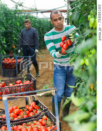 Happy latino farm owner picks red tomatoes in a greenhouse Happy latino farm owner picks red tomatoes in a greenhouse 76886160
