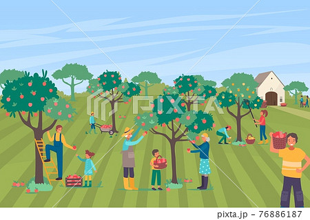Farmer people character together pick apple large orchard, family farm worker collecting pome tree flat vector illustration. 76886187