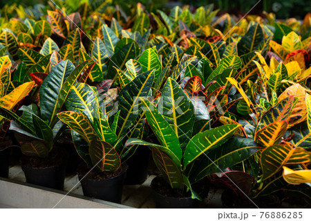 Croton plants growing in flowerpots Croton plants growing in flowerpots 76886285