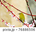 桜の枝にとまるメジロ 76886506