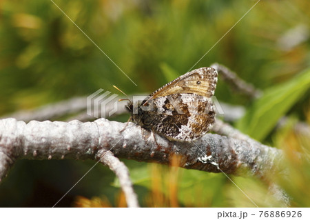 ハイマツに止まるタカネヒカゲ ハイマツに止まるタカネヒカゲ 76886926
