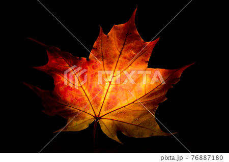 Sheet of maple tree on black background. Sheet of maple tree on black background. 76887180