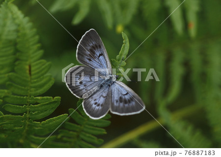開翅するゴマシジミ 開翅するゴマシジミ 76887183