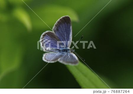 開翅するシルビアシジミ 76887264