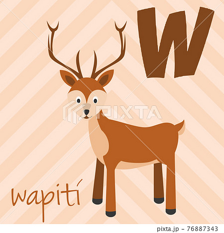 Cute cartoon zoo illustrated alphabet with funny animals. Spanish alphabet: W for Wapiti. Learn to read. Isolated Vector illustration. Cute cartoon zoo illustrated alphabet with funny animals. Spanish alphabet: W for Wapiti. Learn to read. Isolated Vector illustration. 76887343