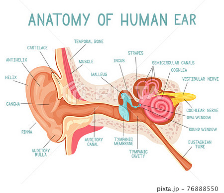 Cartoon ear anatomy. Human sound sensory organ medicine infographic, ears internal structure vector illustration. Ear infographic anatomy 76888550