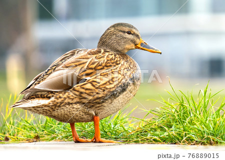 One gray wild duck walking in summer park. One gray wild duck walking in summer park. 76889015