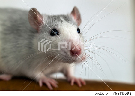 Closeup of funny white domestic rat with long whiskers. Closeup of funny white domestic rat with long whiskers. 76889092