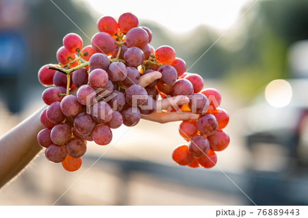 A woman holding big cluster of red juicy grapes in her hand. A woman holding big cluster of red juicy grapes in her hand. 76889443