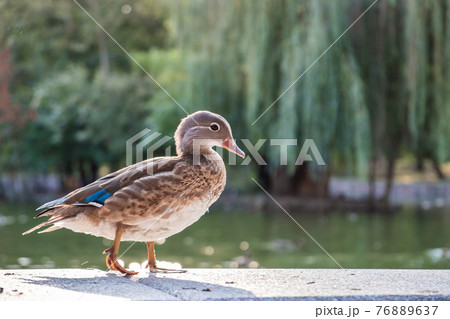 Grey duck bird standing on the bank of a lake in summer. 76889637