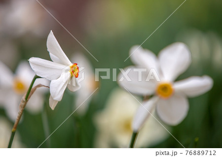 White narcissus fowers growing in summer park with green vegetation on blurred backround. White narcissus fowers growing in summer park with green vegetation on blurred backround. 76889712