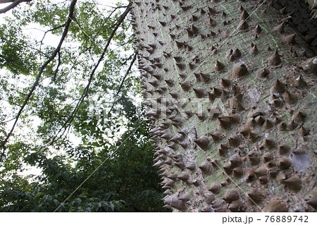 幹に鋭いトゲがあるパイネイラの大木 ブラジルの写真素材