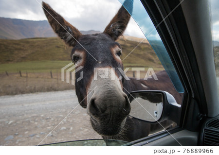 One funny donkey with big ears and a cute face looking curiously in the window of the car and begging a food 76889966