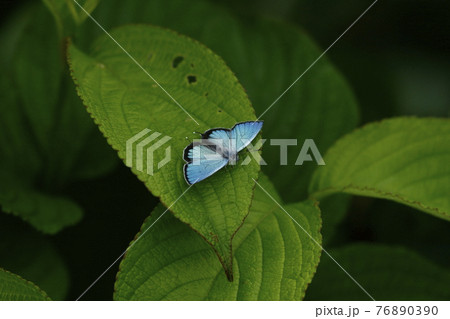 開翅するフジミドリシジミ 開翅するフジミドリシジミ 76890390