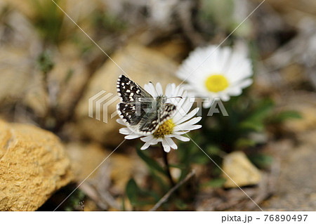 アポイアズマギクで吸蜜するヒメチャマダラセセリ 76890497