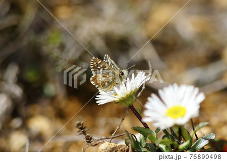アポイアズマギクで吸蜜するヒメチャマダラセセリ 76890498