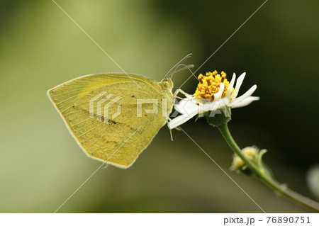 吸蜜するツマグロキチョウ 76890751