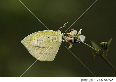 吸蜜するツマグロキチョウ 吸蜜するツマグロキチョウ 76890752