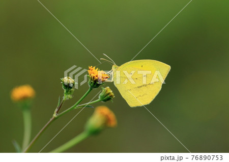 吸蜜するツマグロキチョウ 76890753