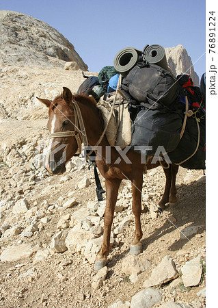 A horse at rural area 76891224