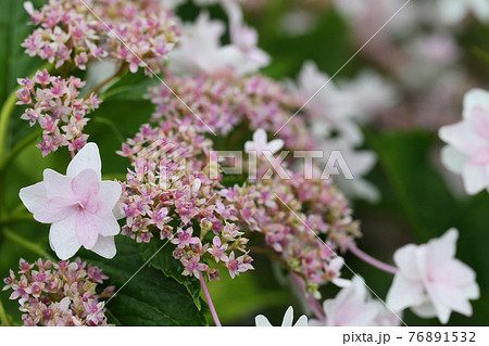 雨にぬれた墨田の花火 アジサイの花の写真素材