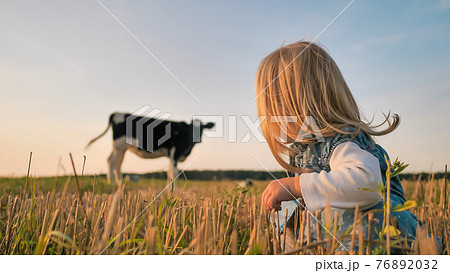 A little girl looks at a young cow in a field on a warm summer evening. 76892032