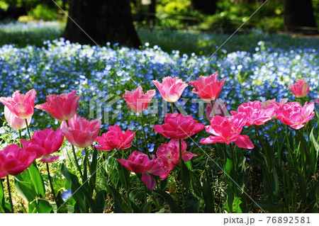 4月　千代田67チューリップ･ユリ科･日比谷公園 76892581