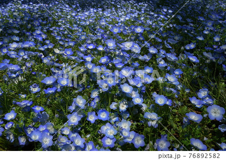 4月　千代田65ネモフィラ･ムラサキ科･日比谷公園 76892582