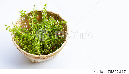 Holy basil flower in basket on white 76892847