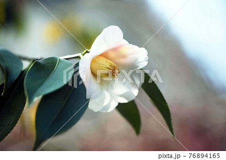 侘助の花 一輪の写真素材