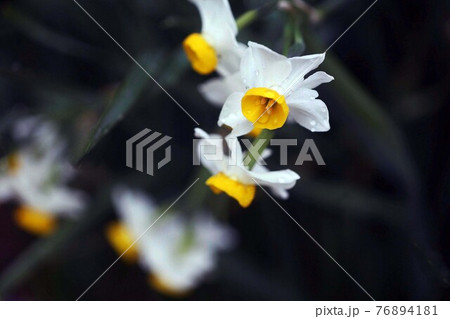 雨上りに咲く、日本水仙の花 76894181