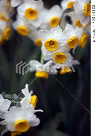 雨上りに咲く、日本水仙の花 雨上りに咲く、日本水仙の花 76894182
