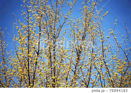 春を告げる、サンシュユの開花 春を告げる、サンシュユの開花 76894183