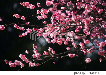 満開の紅梅、八重唐梅の花 76894190