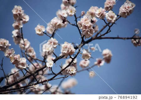 梅 咲き揃った鶯宿の花 梅 咲き揃った鶯宿の花 76894192