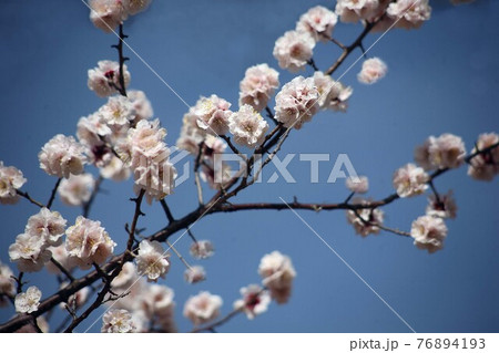 梅　咲き揃った鶯宿の花 76894193