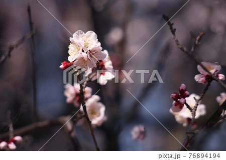 梅　愛らしい鶯宿の花 76894194