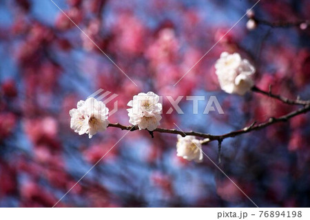 梅　紅梅を背にして咲く、鶯宿の花 76894198