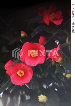 花盛り、赤い椿の花たち 76894201