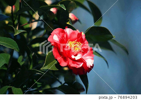 椿 赤に斑入りの花 椿 赤に斑入りの花 76894203
