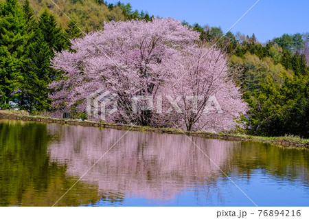 天王桜のリフレクション 76894216