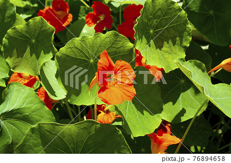 ナスタチウム 76894658