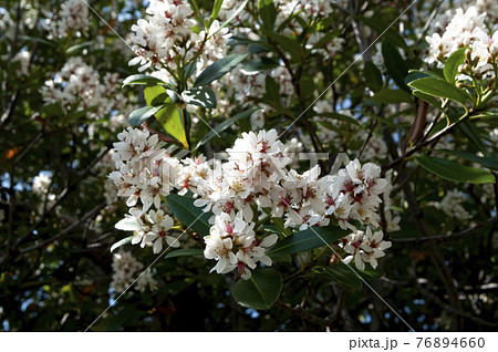 オキナワシャリンバイ オキナワシャリンバイ 76894660