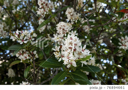 オキナワシャリンバイ 76894661