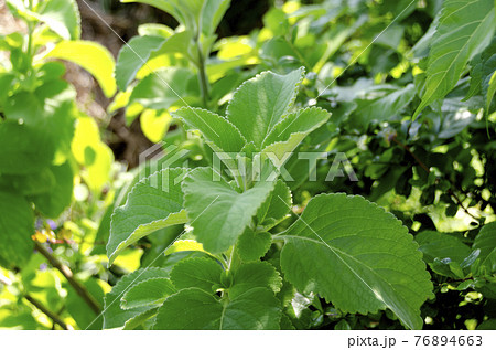 マンジェリコン マンジェリコン 76894663