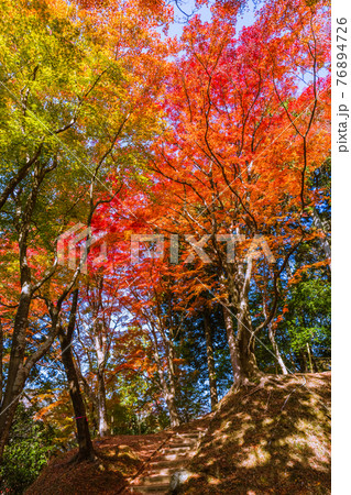 紅葉の見頃を迎えた香嵐渓 愛知県豊田市 紅葉の見頃を迎えた香嵐渓 愛知県豊田市 76894726