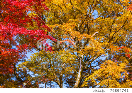 紅葉の見頃を迎えた香嵐渓 愛知県豊田市 紅葉の見頃を迎えた香嵐渓 愛知県豊田市 76894741
