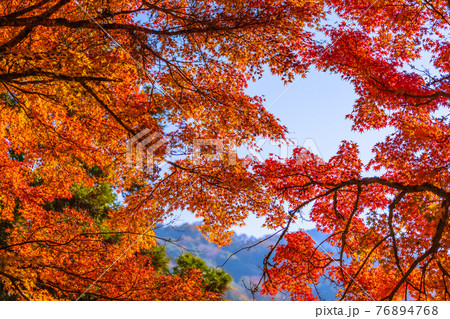 紅葉の見頃を迎えた香嵐渓 愛知県豊田市 紅葉の見頃を迎えた香嵐渓 愛知県豊田市 76894768