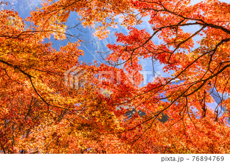 紅葉の見頃を迎えた香嵐渓 愛知県豊田市 紅葉の見頃を迎えた香嵐渓 愛知県豊田市 76894769